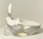 Skull Eyeglass Holder